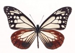 Жалюзи Бабочки 04018