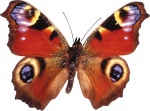 Жалюзи Бабочки 04001