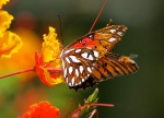 Жалюзи Бабочки 04201