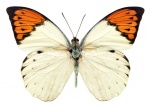 Жалюзи Бабочки 04008