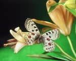 Жалюзи Бабочки 04204