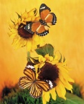 Жалюзи Бабочки 04205