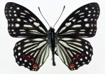 Жалюзи Бабочки 04002