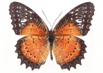 Жалюзи Бабочки 04015